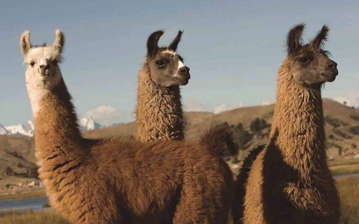 llamas peruanas ESPECIAL